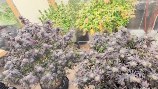 Garden update 7-30-26 insane OG, white widow, blue dream, critical orange, white rainbow & MORE!😃