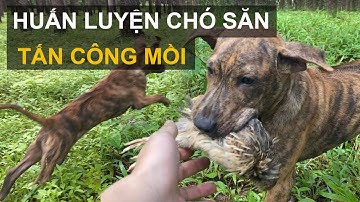 Huấn luyện chó săn tấn công mồi. chỉ đâu bắt đó