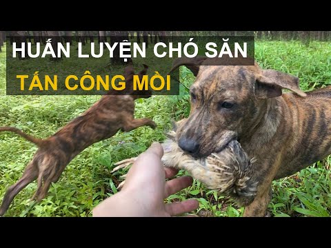 Video: Cách huấn luyện chó bảo vệ gà sân sau