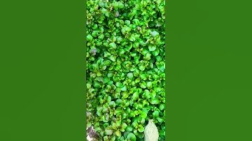 Cải xoong Nhật( rau dền Nhật)