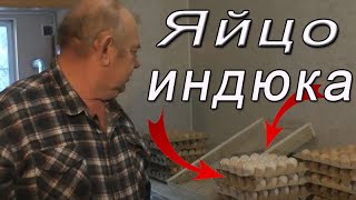 Инкубация индюшиных яиц | Датчик на яйцо нужен или нет?