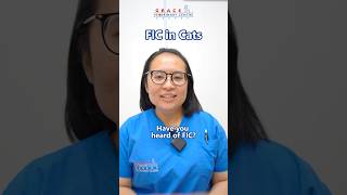 Vet Explains Common Urinary Issue In Cats - Fic