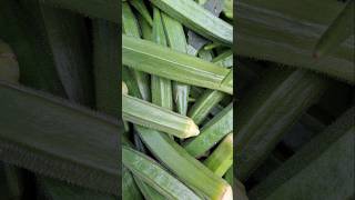 Bhin.n Di. Bhindi Kikheti. Sort