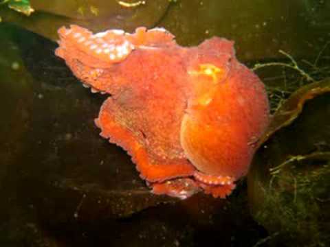 UAF - SFOS - Slideshow: Life under the Aleutians