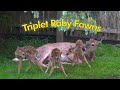 Whitetail Deer Triplet Baby Fawn Birth (4K)