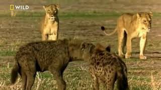 Aslan ve Sırtlan Karşılaşması / Lion vs Hyena Resimi