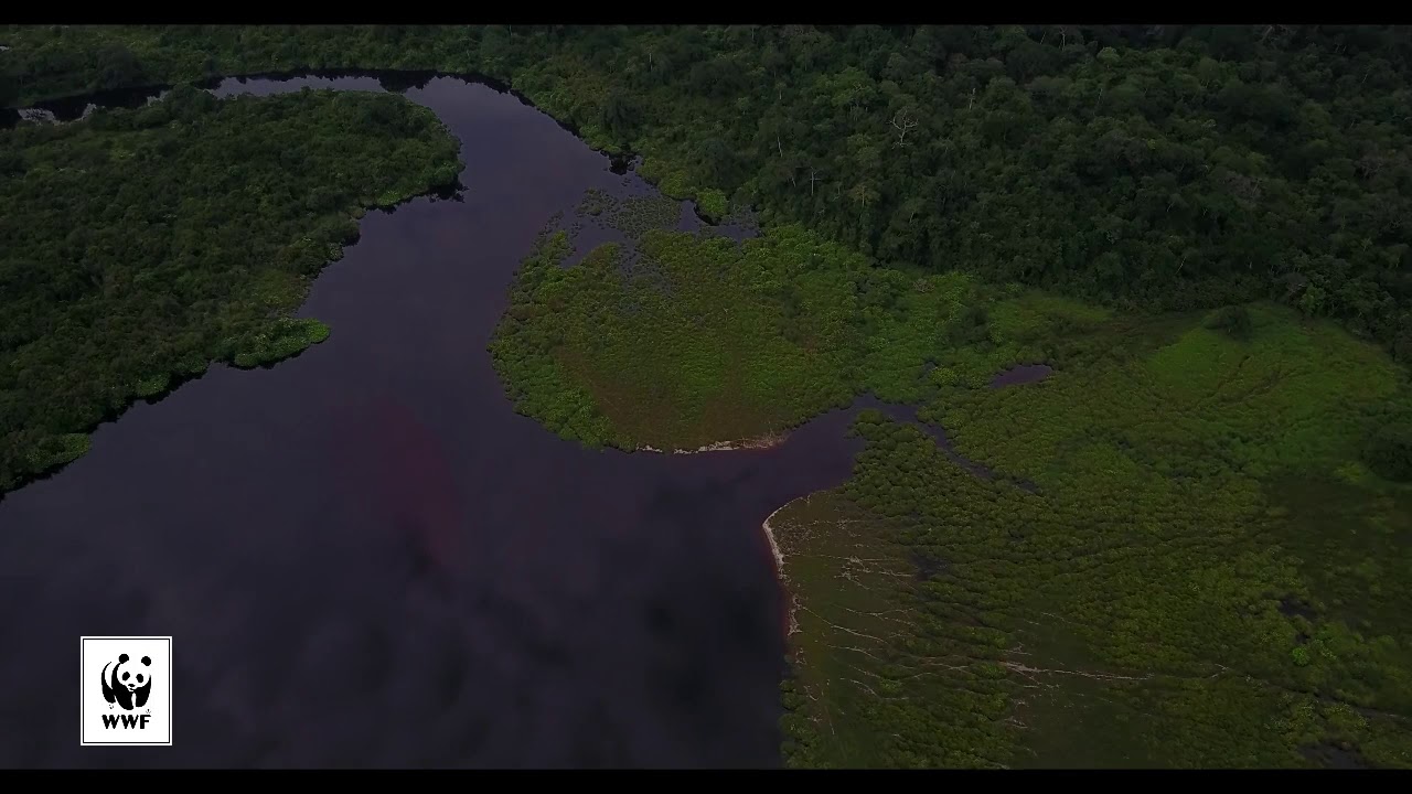 Le Parc National de la Salonga, un joyau vert au cœur de l'Afrique