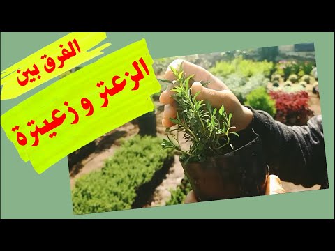 فيديو: مالح و زعتر - ما الفرق؟ نباتات الزينة والطبية