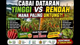 CABAI DATARAN TINGGI VS RENDAH! MANA PALING UNTUNG?!