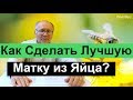 № 114 Как Сделать Качественную Матку из Яйца,Вывод маток на Взяток Пчеловодство | Пасека |