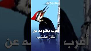 أغرب معلومه عن نقار الخشب لم تكن تعلم بها  غذي_عقلك اسرار short shortsvideo shorts نقار_الخشب