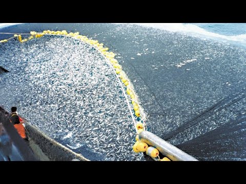 This Is How Fisherman Catch Hundreds Tons Salmon. Modern Fish Processing x Fishing Net Video