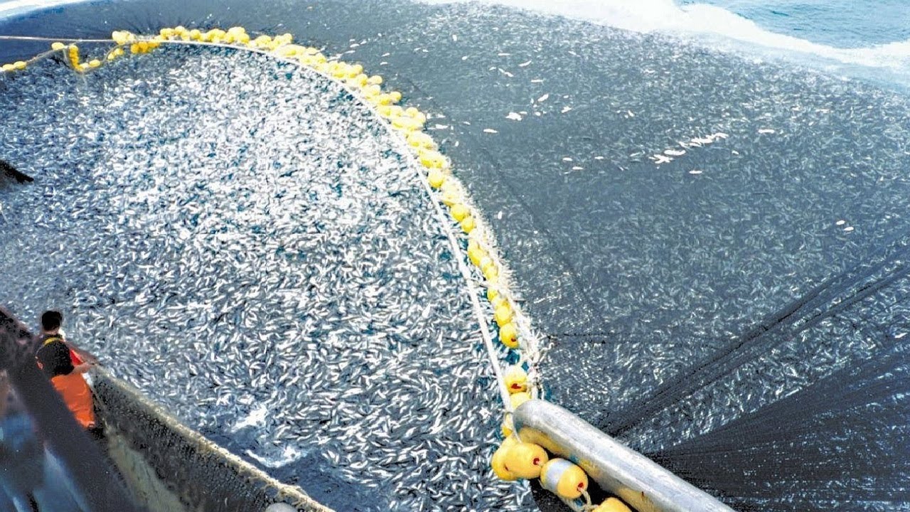 This is How Fisherman Catch Hundreds Tons Salmon. Modern Fish Processing & Fishing  Net Video 