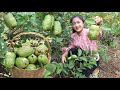 Pick seedless guava at grandmother's backyard / Seedless guava recipe / Cooking with Sreypov