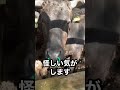 【牛のイタズラ】水飲み場破壊