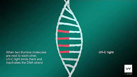 How UV-C light works on DNA/RNA