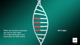 How UV-C light works on DNA/RNA