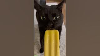 Cat videos 🥰 New Funny Cats 2024 😾 # Ep 5416