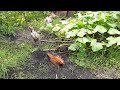 Rooster hen playing / Roll in the dart funny video