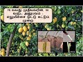 50 year of experience in Lemon grafting method - Tamil