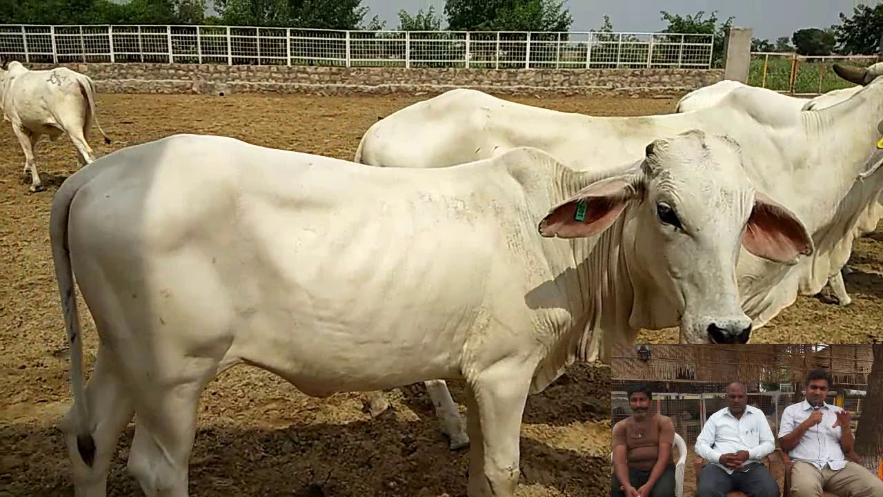 आने वाले भविष्य की जरूरत देसी गौपालन - Tharparkar Breeding Center Jodhpur - Part 3 video editing software free