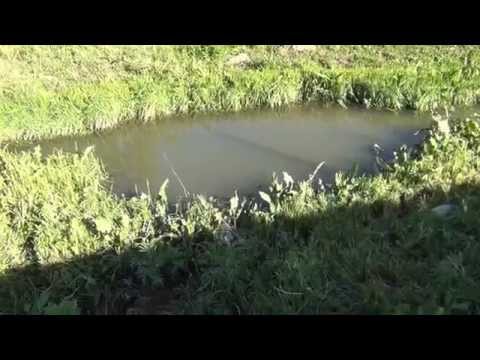 მსხვილფეხა პირუტყვის დახრჩობის შემდეგ, გაბაშვილის ქუჩის მოსახლეობა ყურადღებას დაუყონებლივ ითხოვს