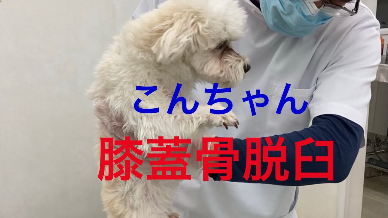 こんちゃん膝蓋骨脱臼(1月通院)2026年2月2日#マルジャック #えんじゅ動物病院 #膝蓋骨脱臼#こんちゃん