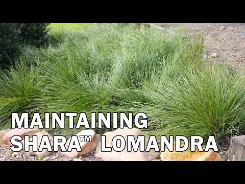Video: Hvad er Lomandra-græs: Lær om Lomandra-information og -vedligeholdelse
