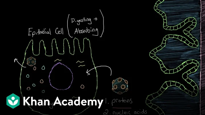 What is viral gastroenteritis? | Gastrointestinal system diseases | NCLEX-RN | Khan Academy - DayDayNews