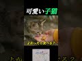 可愛い子猫