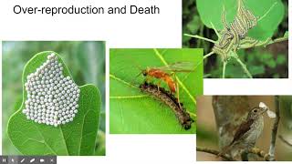 5 Steps of Natural Selection