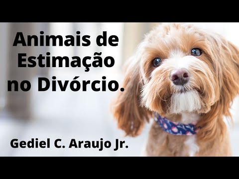 Vídeo: Nova emenda estadual tratará animais de estimação como crianças no tribunal de divórcio