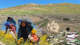 🏔️ Nomadic Women in the Wild Zagros Mountains | Gathering Wild Medicinal Herbs for Survival 🌿