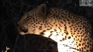 Sekumpulan suara macan tutul mengaung/leopard roar.