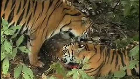 Segment 1 of 9: Monitoring Tigers - Overview