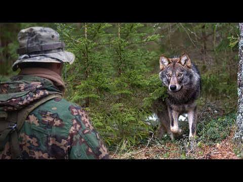 /За ДОБРО его отблагодарил дикий ВОЛК/
