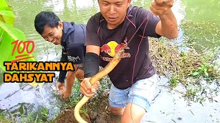 BELUT BABON BERHASIL DI NAIKAN || EEL FISHING