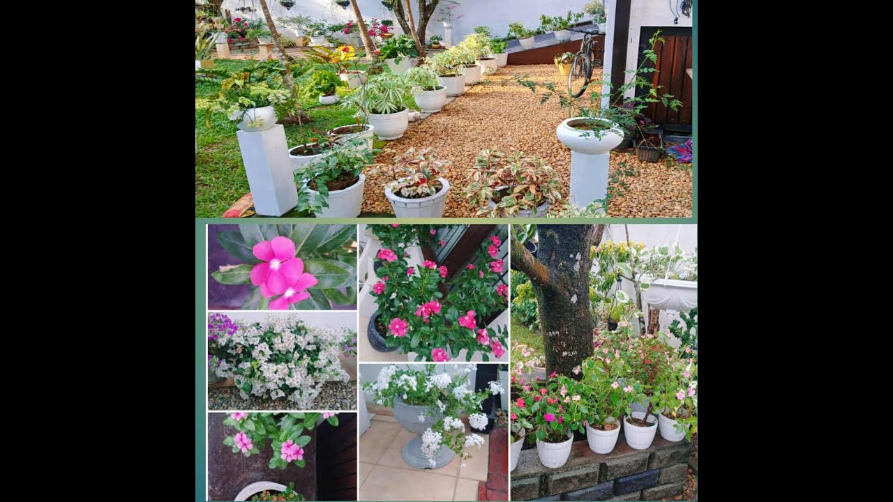 Come and enjoy a meditation of the mind.(එන්න විදින්න මනසට භාවනාවක්)