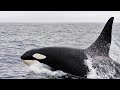Orca - Das Intelligenteste Tier Im Meer / Dokumentation