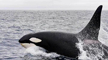 Warum brauchen Orcas Wasser?