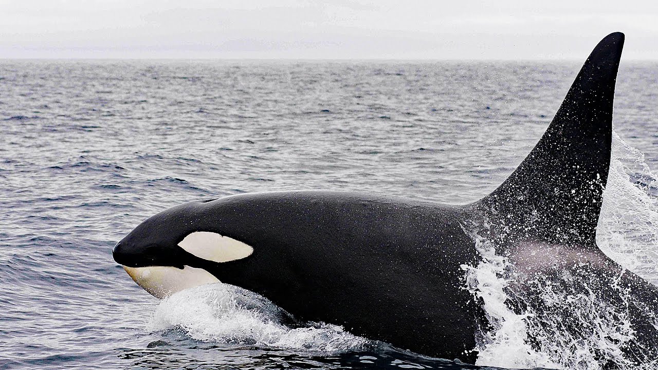 Achtung Orcas! Gefahr vor Gibraltar | Doku HD Reupload | ARTE