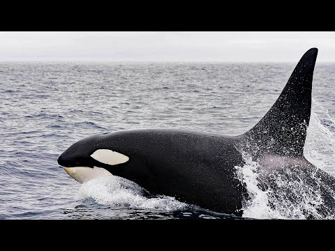 Video: Unterschied Zwischen Orca Und Killerwal
