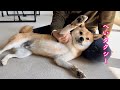 タクシーを呼んじゃう格好にしか見えない柴犬が可愛い