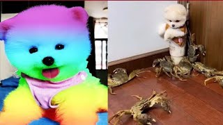 Забавный и милый шпиц 😍# 6 #😍 Cute & funny Pomeranian dogs
