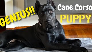 TYSON  Genius CANE CORSO puppy! #canecorso #dogtraining #dog
