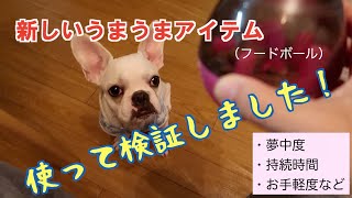 ほったらかし給餌アイテムで飼い主楽々ちゅたん満足（フレブルちゅたん＃８１）