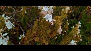 Nature’s Beauty | Cinematic Tree Shoots || 4k Video || screenshot 3
