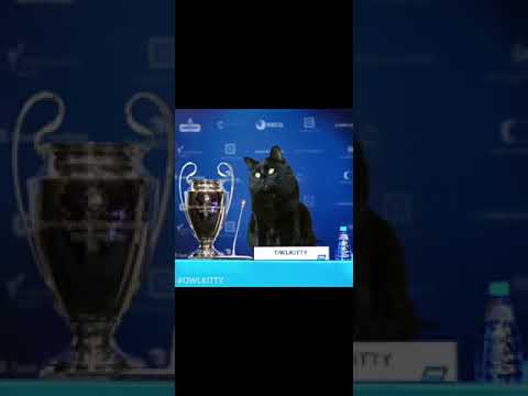 Кот удивил всех