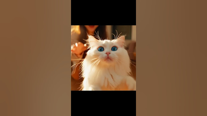 It seems Sonya's choice was obvious!😹😽 #cat