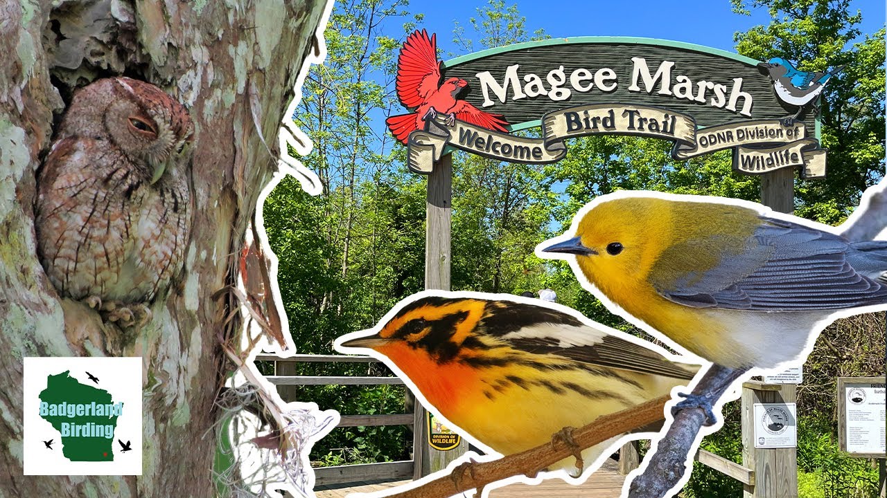 Discover the Magic of Magee Marsh: America's Premier Birding Destination!